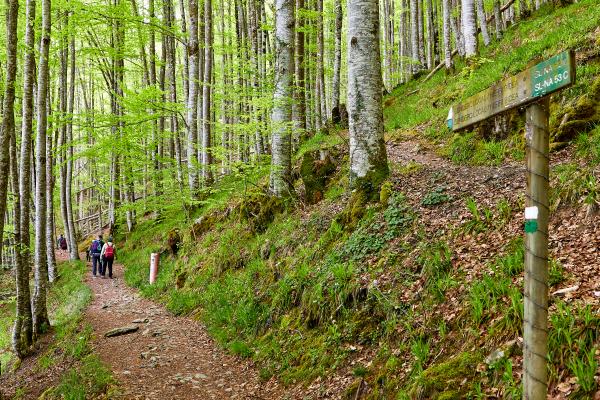 Hiking in the Irati Forest How to get there